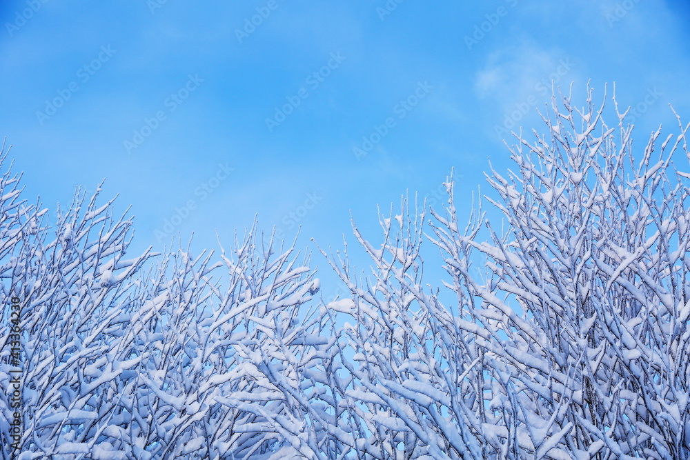 tree branches covered with snow against the sky tree branches covered with snow against the sky