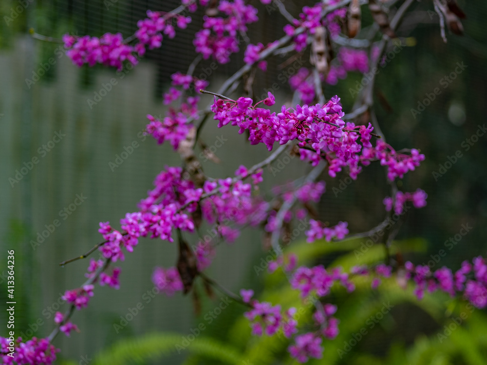 Obraz premium Fuchsia Flora
