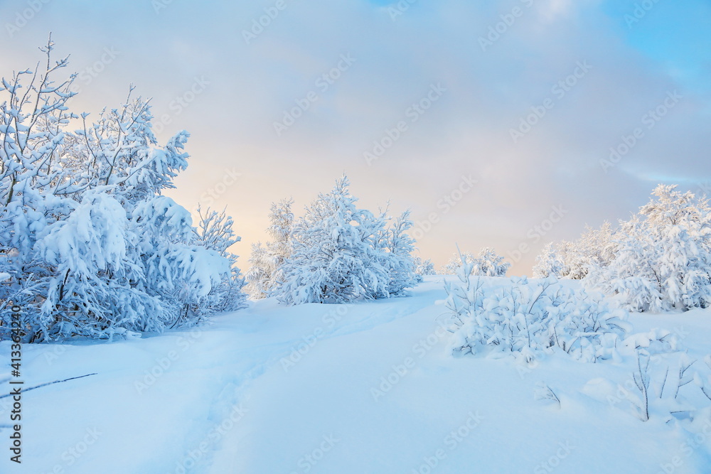 winter landscape on a sunny day. winter nature of the far north. beautiful trees in the snow in the wild winter landscape on a sunny day. winter nature of the far north. beautiful trees in the snow in the wild