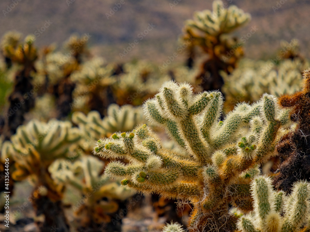 close up of a teddy bear cholla cactus