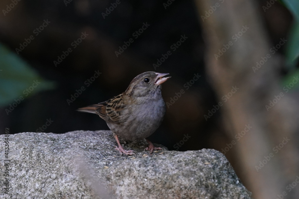 gray bunting on the rock gray bunting on the rock