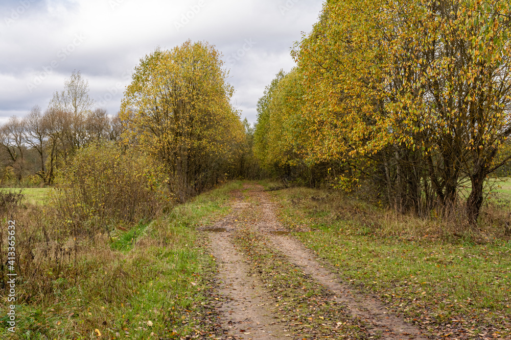 Old abandoned sandy road in the autumn forest. On the side of the road there is dry grass and trees with yellow orange foliage. Cloudy autumn day