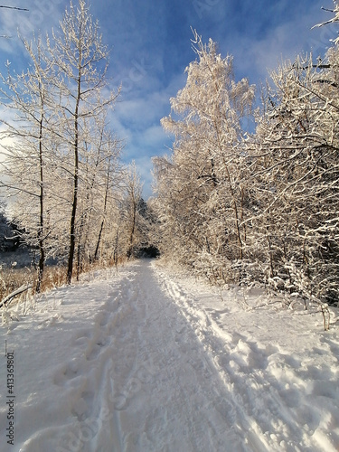a path in a snowy forest on a sunny day