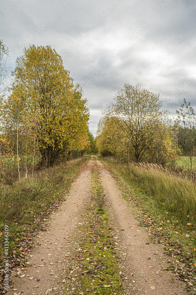 Old abandoned sandy road in the autumn forest. On the side of the road there is dry grass and trees with yellow orange foliage. Cloudy autumn day Old abandoned sandy road in the autumn forest. On the side of the road there is dry grass and trees with yellow orange foliage. Cloudy autumn day