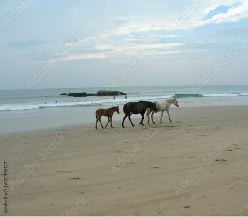 Horses on the beach near the ocean during sunset, Goa, India