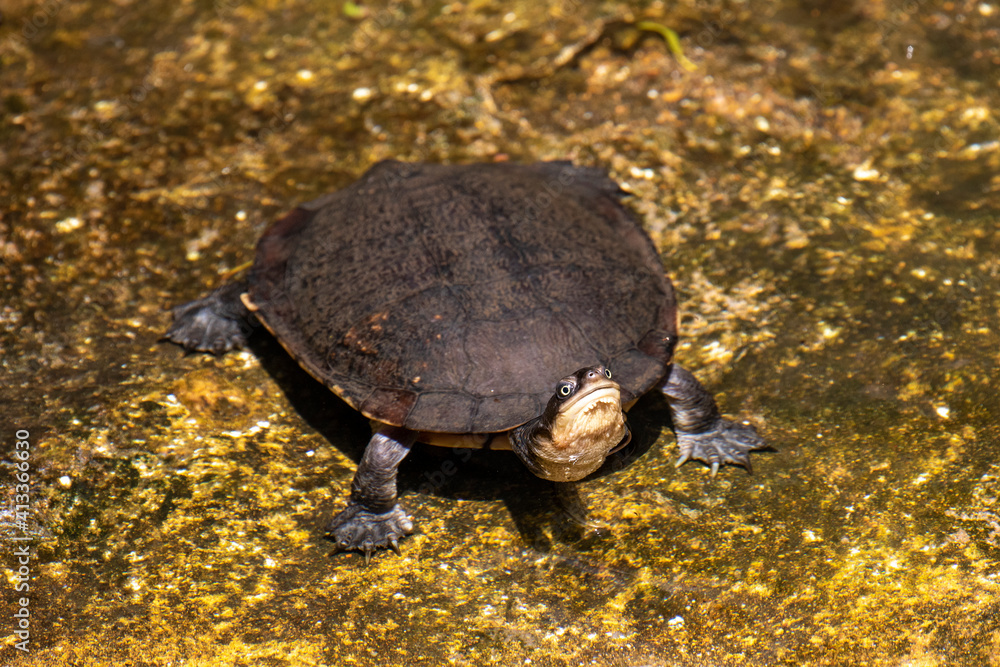 Obraz premium Australian Eastern Long-necked Turtle with head raised