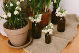 Spring plants in clay pots and flowers in glass bottles on rustic wood with textile. Hello spring