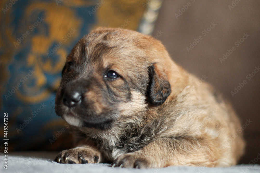 portrait of small puppy dog portrait of small puppy dog