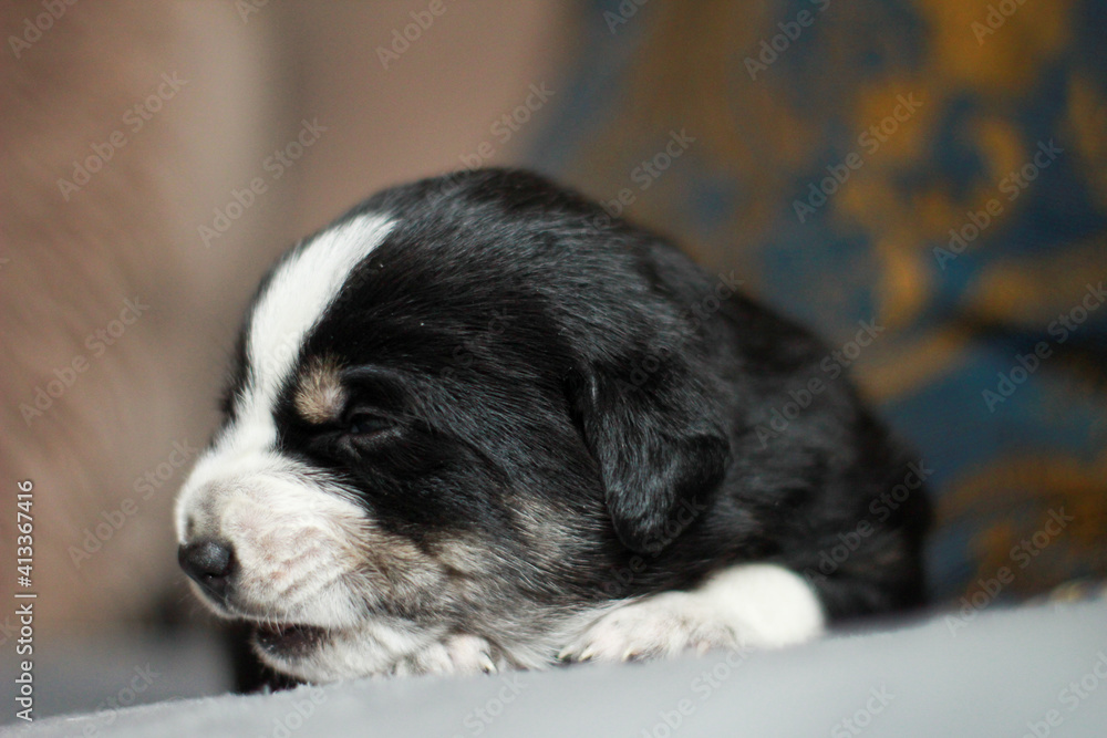 Fototapeta premium portrait of small puppy dog