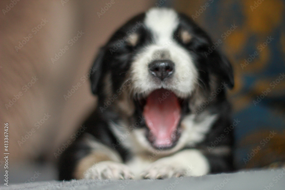 portrait of small puppy dog yawning portrait of small puppy dog yawning