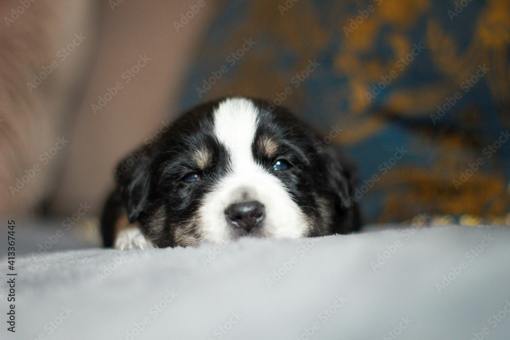portrait of small puppy dog portrait of small puppy dog