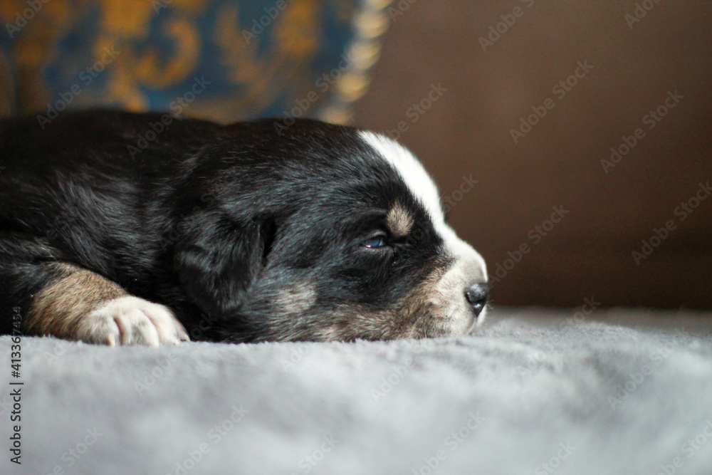 portrait of small puppy dog on white background portrait of small puppy dog on white background