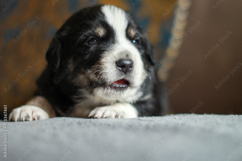portrait of small puppy dog yawning