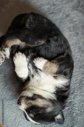portrait of small puppy dog sleeping on his back © ivan