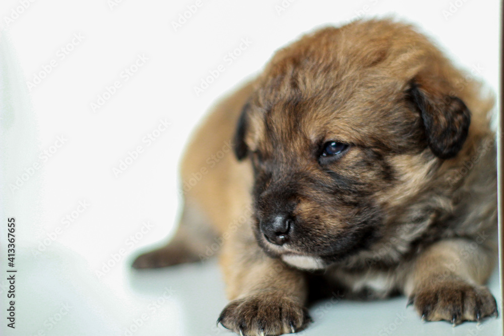 portrait of small puppy dog on white background portrait of small puppy dog on white background