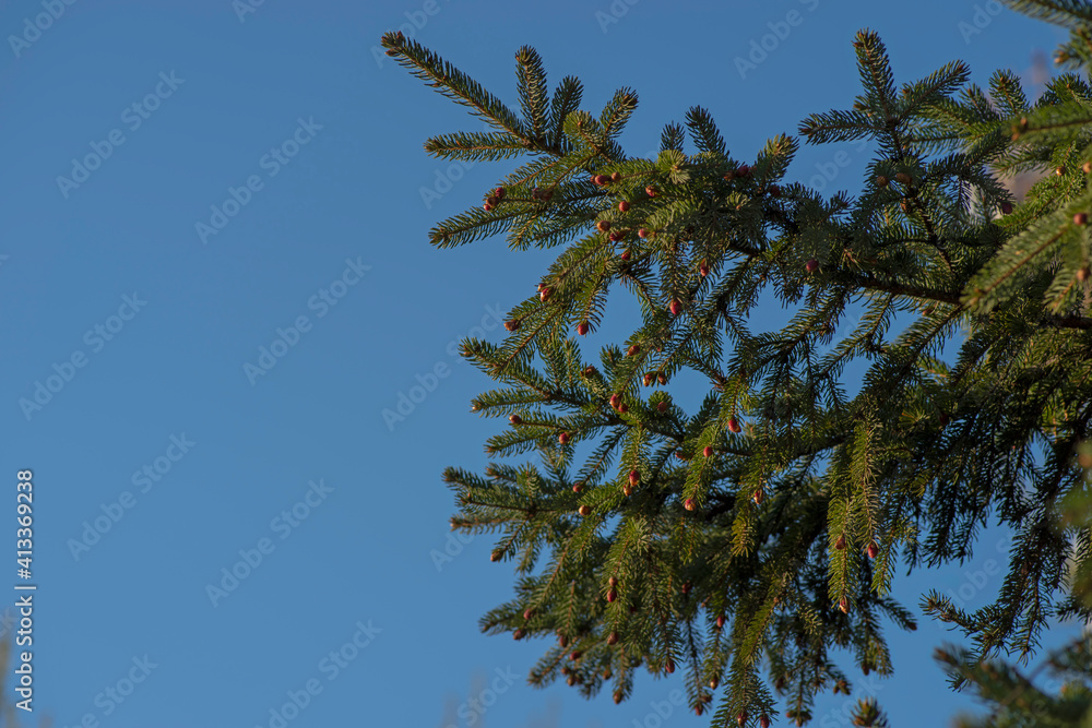 Spruce branches with buds of cones