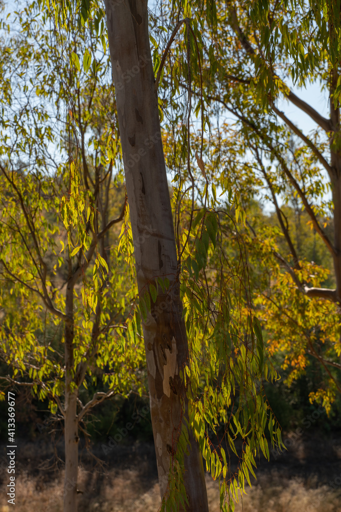 Fototapeta premium Eucalyptus trees closeup on a forest nature landscape in fall in Spain Portugal