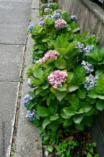 flowers in the garden