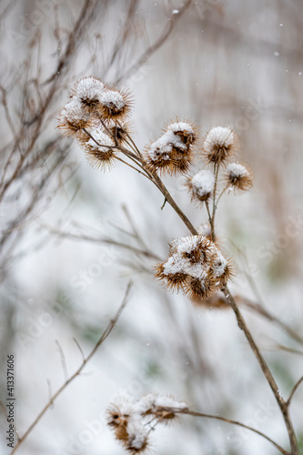 Frozen flowers of Agrimony In Winter With Frozen Ice Crystals.