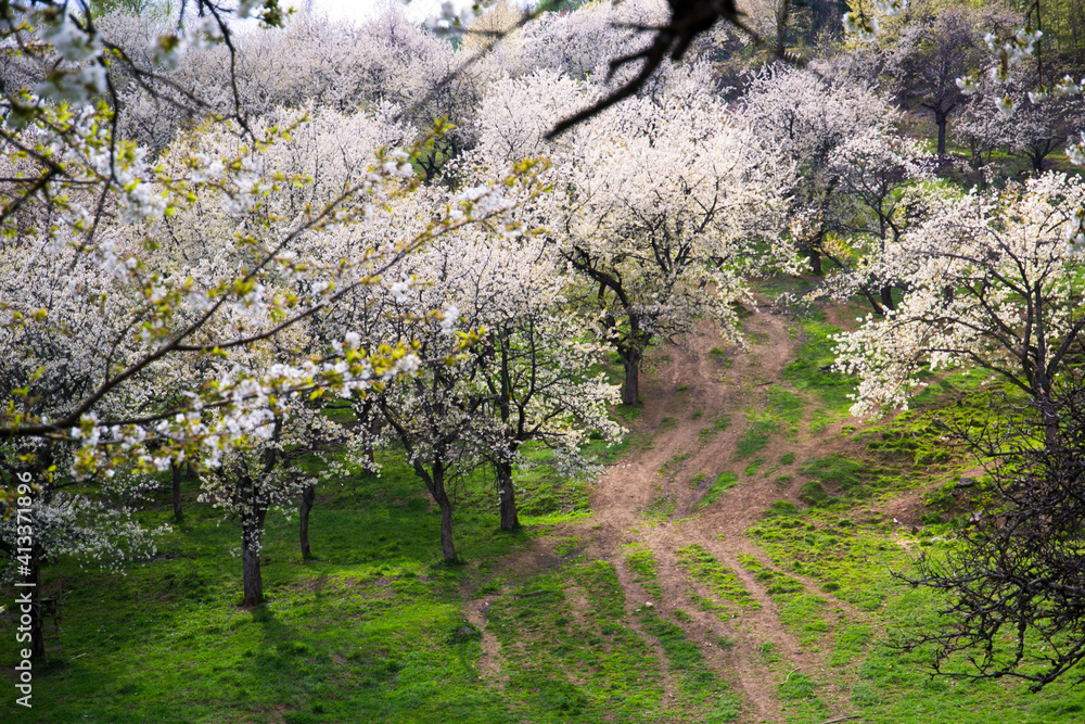 Apple blossom trees orchard, springtime in Brdárka Slovakia Apple blossom trees orchard, springtime in Brdárka Slovakia