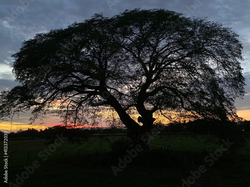 Parota al Ocaso