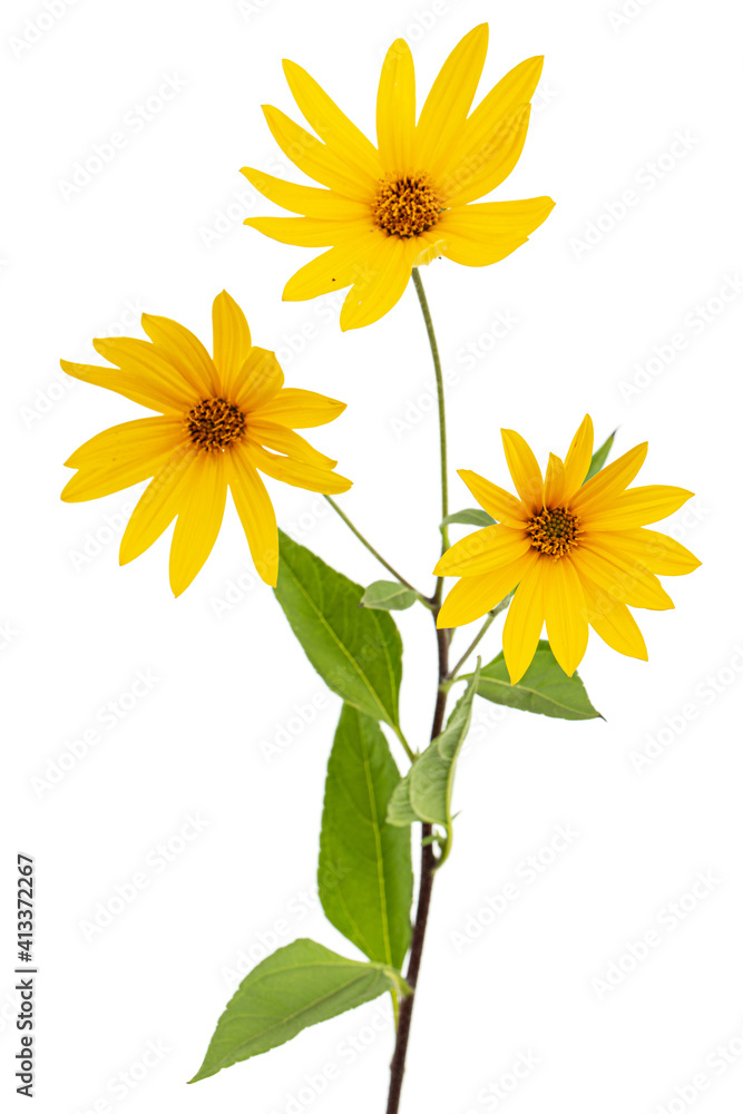 Obraz premium Flowers of Jerusalem Artichoke (Earth Apple), lat. Helianthus tuberosus L. or girasol, isolated on white background