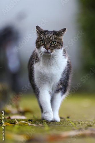 Wallpaper Mural Scheue Katze Torontodigital.ca
