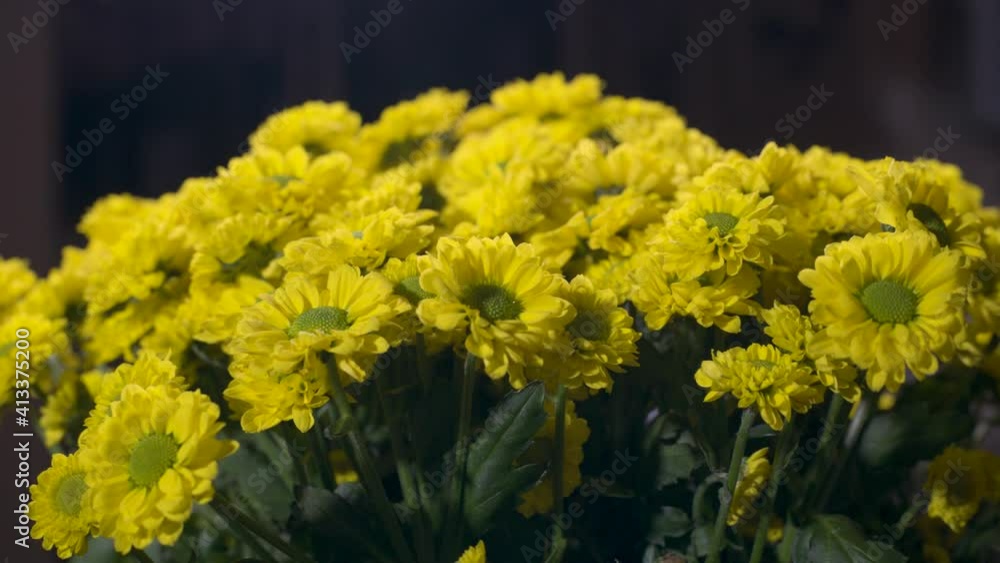 Yellow chrysanthemums flowers. Camera slide right Yellow chrysanthemums flowers. Camera slide right