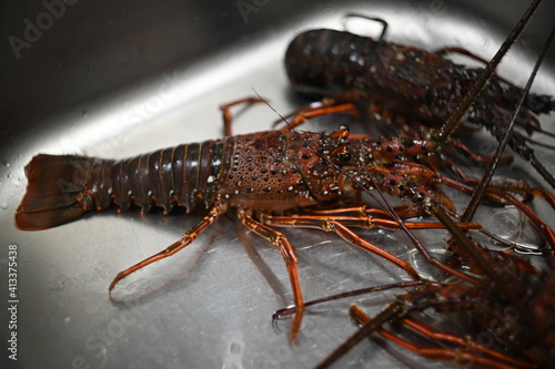 Fresh spiny lobster - Owase, Mie, Japan