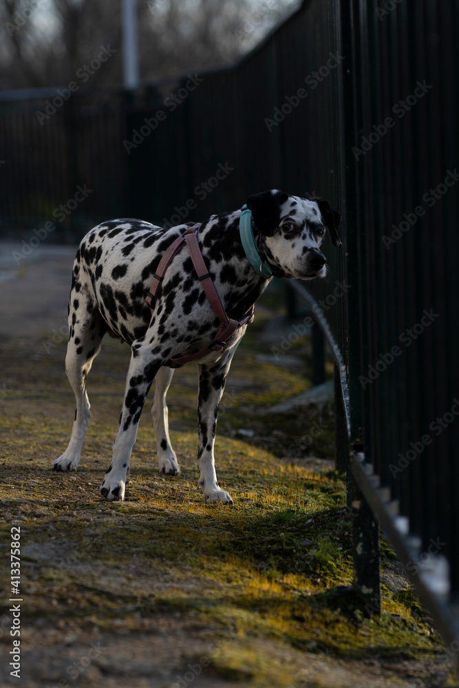 A dalmatian looking
