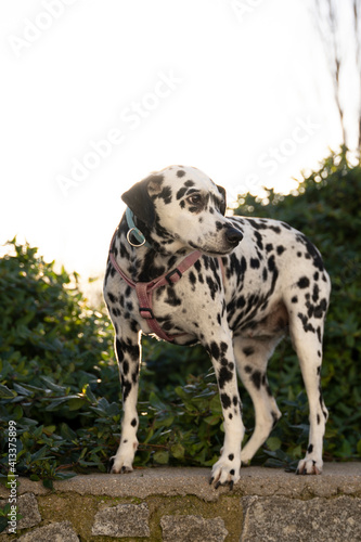 A dalmatian