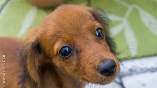 portrait of a dachshund