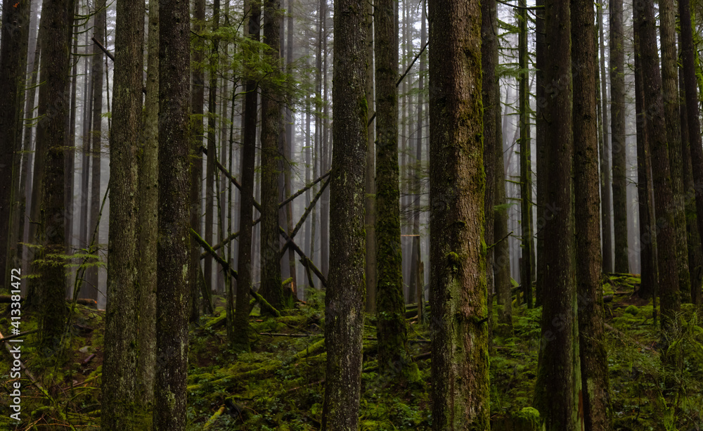 Fototapeta premium Canadian Rain Forest. Beautiful View of Fresh Green Trees in the Woods. Taken in Lynn Valley Cannyon, North Vancouver, British Columbia, Canada. Panorama Nature Background