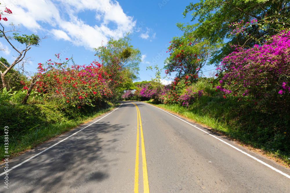 Panama Majagua Dolega road with flowering trees