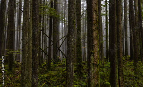 Canadian Rain Forest. Beautiful View of Fresh Green Trees in the Woods. Taken in Lynn Valley Cannyon  North Vancouver  British Columbia  Canada. Panorama Nature Background