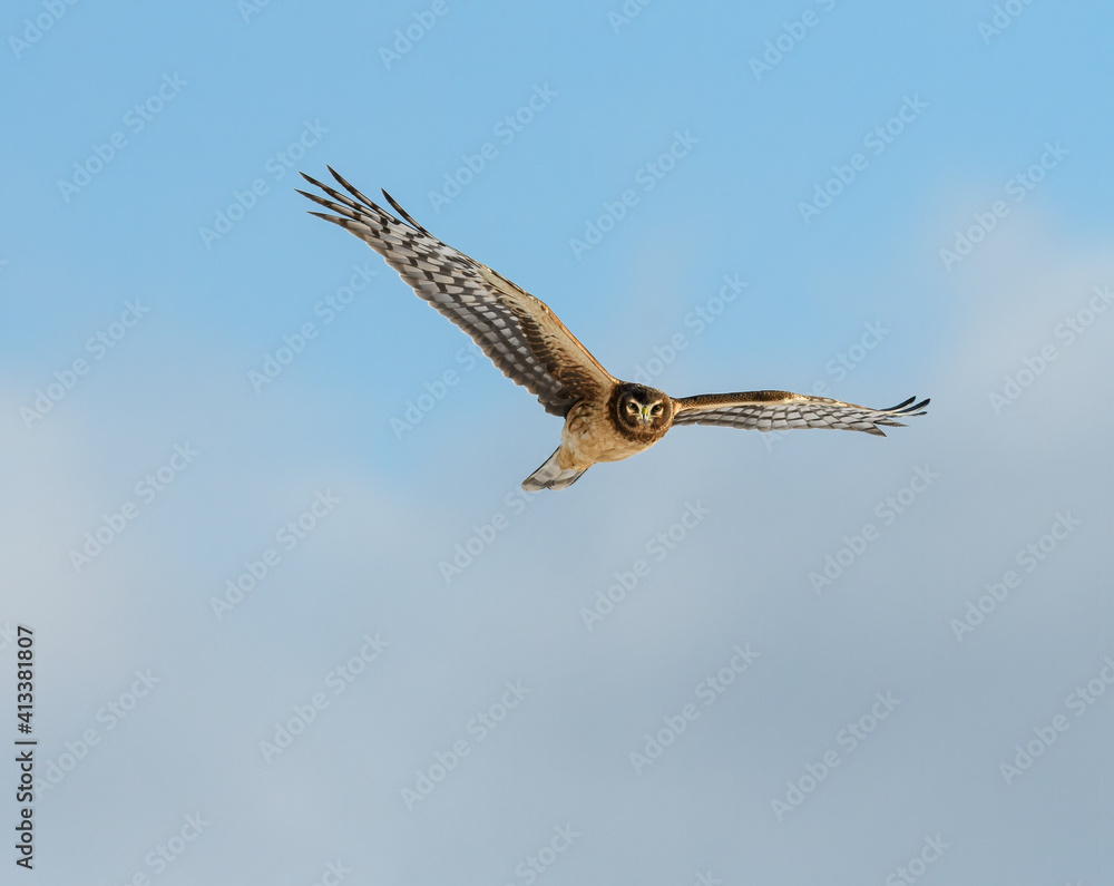 Northern Harrier in Flight on Blue Sky in Winter Northern Harrier in Flight on Blue Sky in Winter