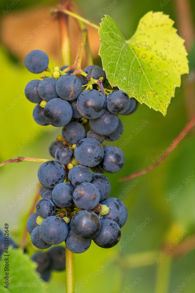 grapes on vine, bunch of grapes
