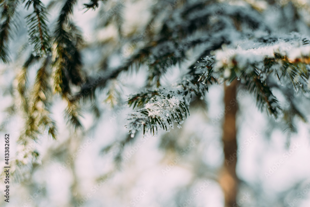 Obraz premium Christmas tree branch covered with frost on a frosty day. Christmas tree. Frost-covered needles. Frost. Christmas tree branches in the snow.