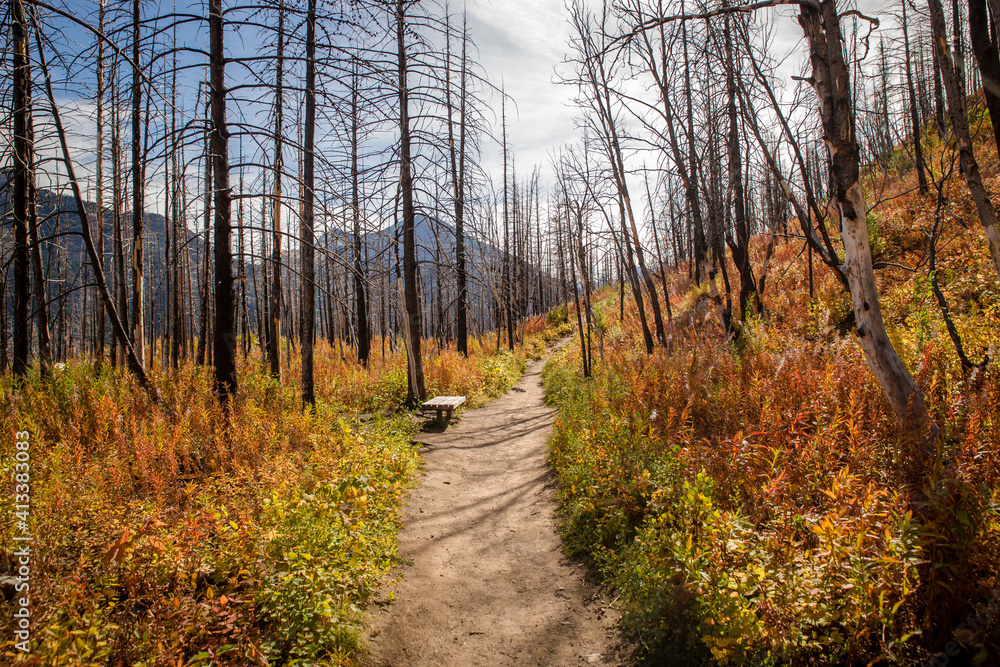 Haunting burnt mountain forest pathway in fall Haunting burnt mountain forest pathway in fall