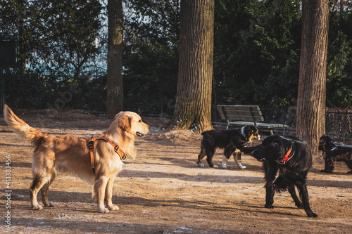 Canvas Print Dogs in a park in Paris, France