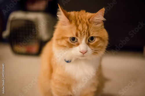 Fototapeta Naklejka Na Ścianę i Meble -  Cute orange cat portrait
