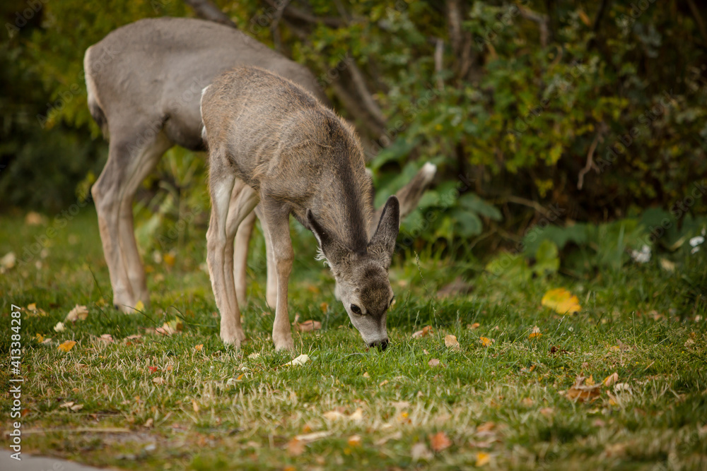 Doe and fawns grazing in Waterton National Park