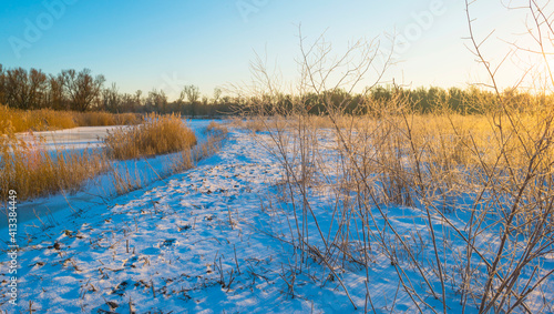 Snowy edge of a white frozen lake in wetland under a blue sunny sky at sunrise in winter  Almere  Flevoland  The Netherlands  February 11  2020