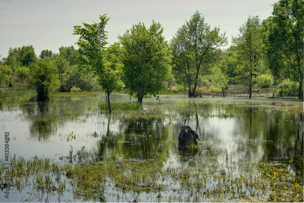 lake in the forest