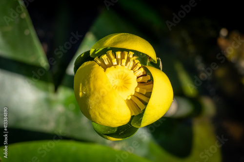 Top down view of a Spatterdock (Nuphar advena) bloom in Springtime. Raleigh, North Carolina. photo