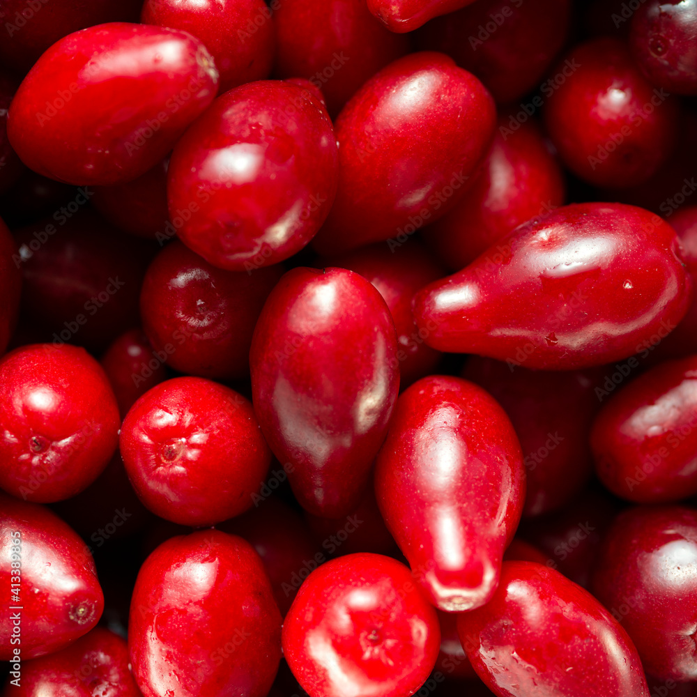 A lot of bright red dogwood fruits. A lot of bright red dogwood fruits.