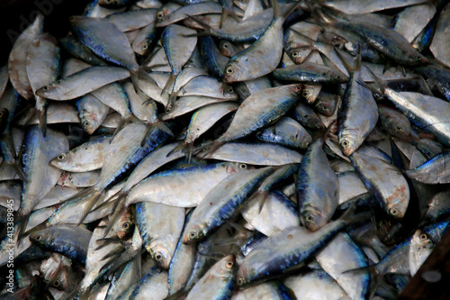 salvador, bahia, brazil - february 12, 2021: sardine fish to be seen in Porto das Sardinhas, in the region of Sao Joao do Cabrito, in Salvador. fish commercialization works on site. photo