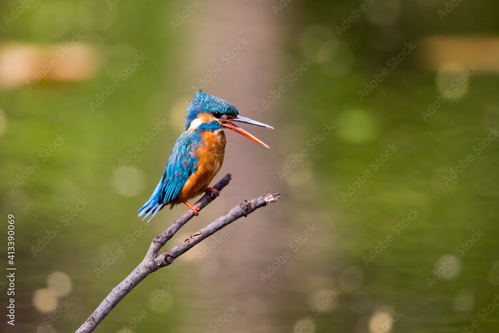Fototapeta premium India, Madhya Pradesh, Bandhavgarh National Park. A kingfisher calls to its mate while sitting on a branch.