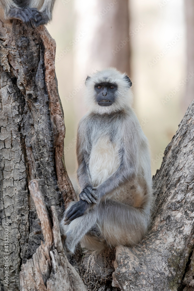 Obraz premium India, Madhya Pradesh, Kanha National Park. Portrait of a northern plains langur sitting with its hands nicely folded.