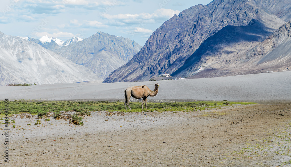 One camel standing in front of a large mountain range in Nubra Valley, Himalayas.